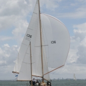 Laughing Gull with Sanders Sails